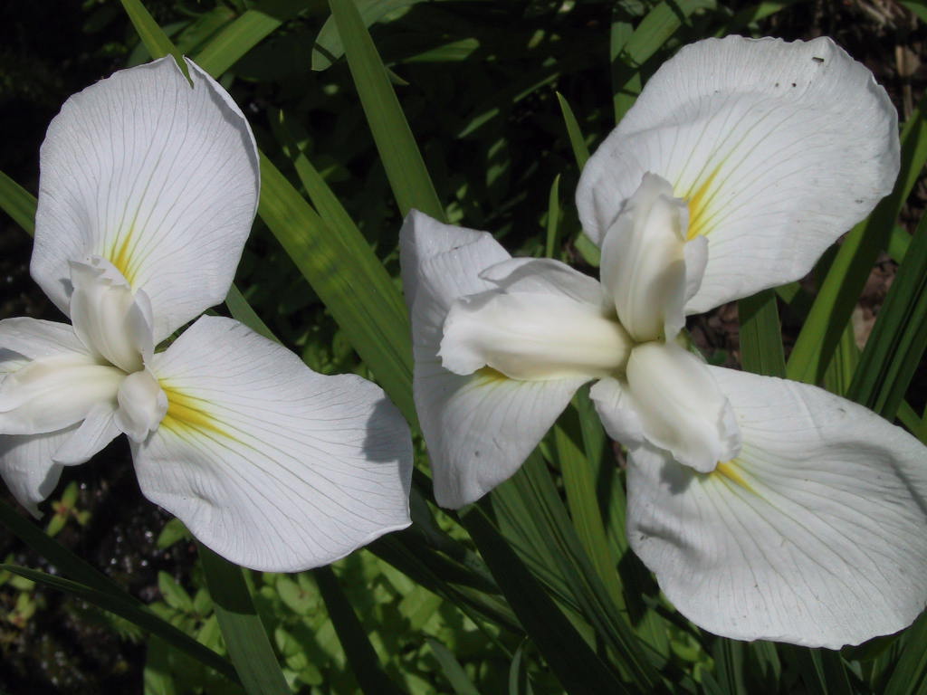 Iris ensata weiss 1.jpg